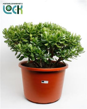 Jade Plant (Crassula ovata) – 44cm Pot