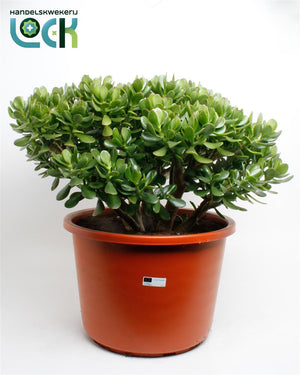 Jade Plant (Crassula ovata) – 44cm Pot
