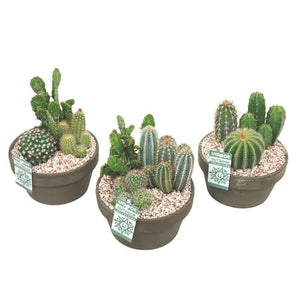 Mixed Succulent Arrangement in Grey Ceramic Pot – 17cm