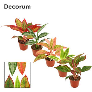 Aglaonema Houseplant – 9cm Pot, Approx. 20cm
