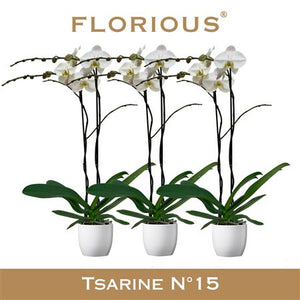 White Phalaenopsis Orchid – 15cm Ceramic Pot