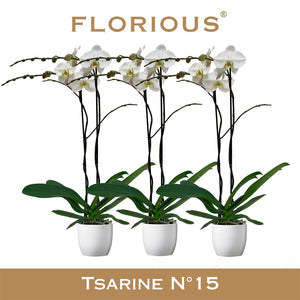White Phalaenopsis Orchid – 15cm Ceramic Pot