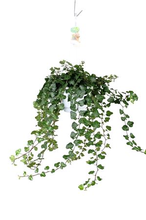 English Ivy (Hedera helix) – 17cm Pot