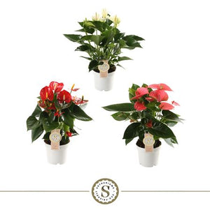 Mixed Anthurium Flowering Houseplant – 12cm Pot