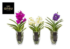Mixed Vanda Orchid ‘Charlotte’ – 14cm Pot, 60cm