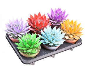 Echeveria Rainbow Mix – 12cm Pot