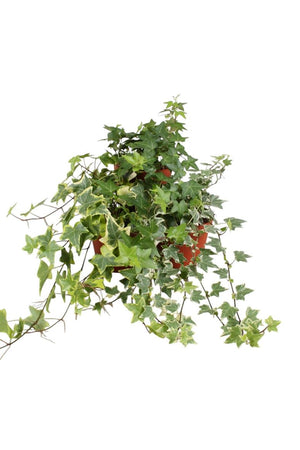 Mixed Ivy (Hedera helix) – 13cm Pot