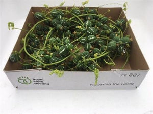 Ornamental Green Diplocyclos Fruit Plant