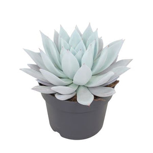 Mexican Giant Echeveria Succulent – 17cm Pot