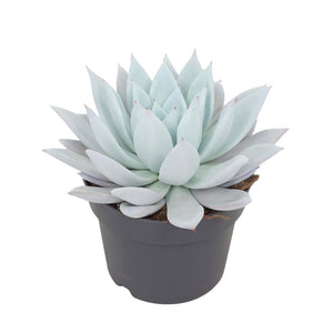 Mexican Giant Echeveria Succulent – 17cm Pot