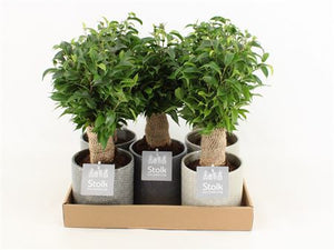 Fiddle Leaf Fig (Ficus lyrata) – 13cm Stone-Look Pot