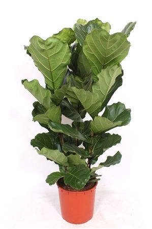 Fiddle Leaf Fig (Ficus lyrata) – 34cm Pot, 130cm Height