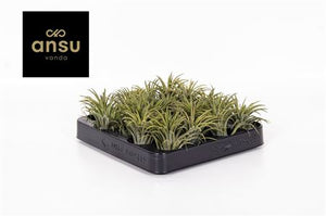 Green Tillandsia ionantha Air Plant – 5cm Pot