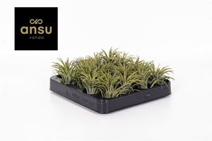 Green Tillandsia ionantha Air Plant – 5cm Pot