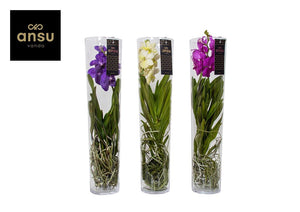 Mixed Vanda Orchid ‘Michelle’ – 17cm Glass Pot