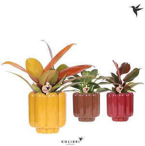 Philodendron Green Houseplant – 9cm Retro Ceramic Pot
