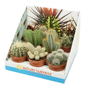 Mixed Echeveria Succulent – 8.5cm Pot