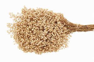 White Bleached Schinus Dried Foliage Bunch