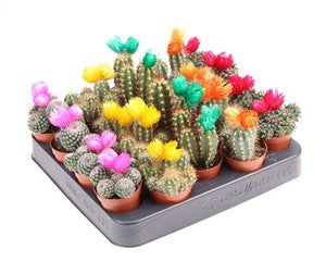 Mixed Cactus Collection with Decorative Eyes – 5.5cm Pot