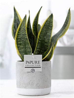 Sansevieria Superba Jade – 12cm Pot, 30cm High