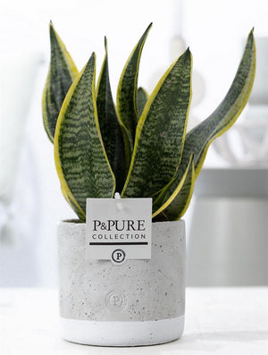 Sansevieria Superba Jade – 12cm Pot, 30cm High