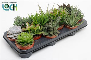 Mixed Succulent Collection – 10.5cm Pot