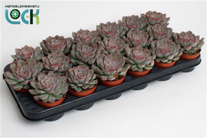 Echeveria Succulent – 8.5cm Pot, 15cm High