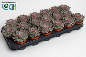 Echeveria Succulent – 8.5cm Pot, 15cm High