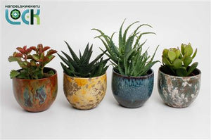 Mixed Succulent Collection – 12cm Ceramic Pot