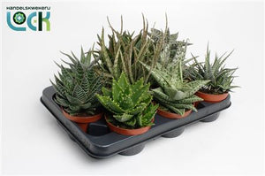 Mixed Aloe or Haworthia Succulent – 10.5cm Pot