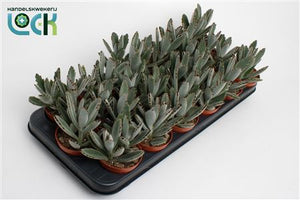 Panda Plant (Kalanchoe tomentosa) – 8.5cm Pot