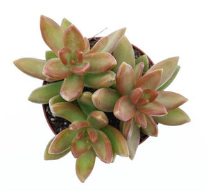 Coppertone Stonecrop (Sedum nussbaumerianum) – 8.5cm Pot