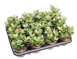 Crassula ovata ‘Minor’ Jade Plant – 8.5cm Pot
