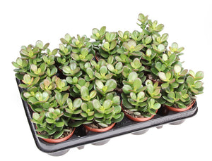 Crassula ovata ‘Minor’ Jade Plant – 8.5cm Pot