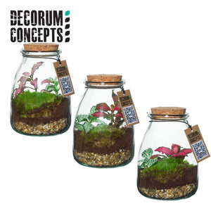 Mixed Colour Terrarium Arrangement – 9cm Glass Pot