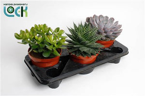 Mixed Succulent Collection – 17cm Pot