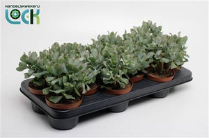 Crested Jade Plant (Crassula arborescens ‘Cristata’) – 10.5cm Pot