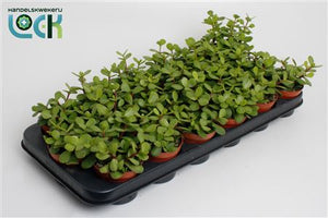 Elephant Bush (Portulacaria afra) – 8.5cm Pot