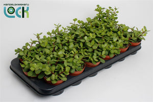 Elephant Bush (Portulacaria afra) – 8.5cm Pot