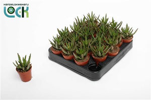 Kalanchoe ‘Spider Green’ Succulent – 5.5cm Pot