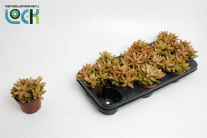 Golden Sedum (Sedum adolphii) – 10.5cm Pot
