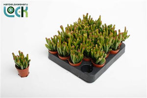 Crassula Horn Tree Succulent – 5.5cm Pot