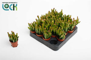 Crassula Horn Tree Succulent – 5.5cm Pot
