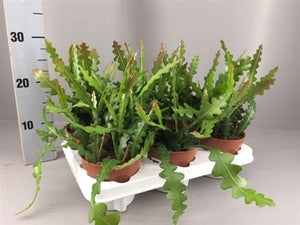 Fishbone Cactus (Epiphyllum anguliger) – 12cm Pot