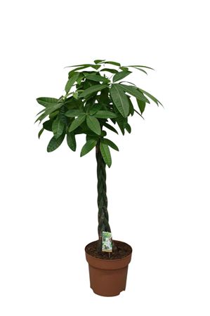 Money Tree (Pachira aquatica) – 30cm Pot, 170cm Tall