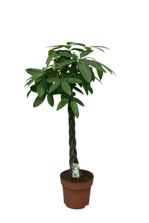 Money Tree (Pachira aquatica) – 30cm Pot, 170cm Tall
