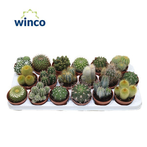 Mixed Cactus Collection – 8.5cm Pot