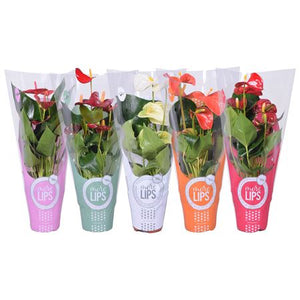 Mixed Anthurium Houseplant – 12cm Pot, 40cm High