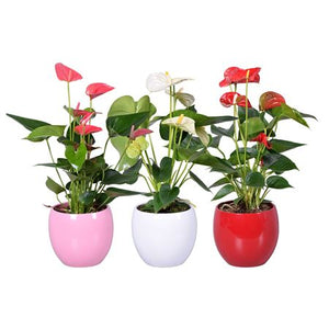 Mixed Anthurium Houseplant – 13cm Pot