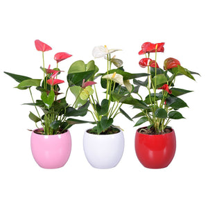 Mixed Anthurium Houseplant – 13cm Ceramic Pot